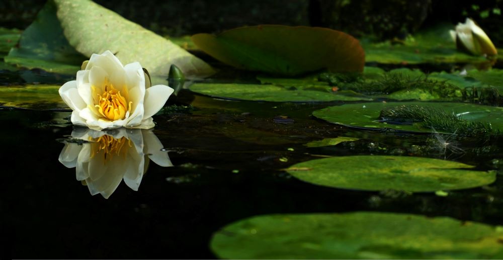 garden water ponds